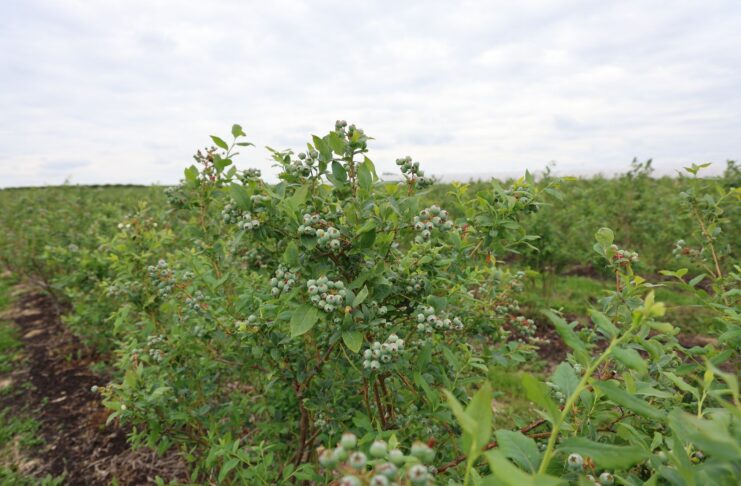 Szkodniki i choroby atakują borówki. Jak chronić plantację? bluecrop, borówkowe factory,
