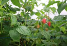 Sadzaki, kwieciak i szara pleśń – najważniejsze zagrożenia na plantacjach malin maliny, enrosadira, malinowe factory