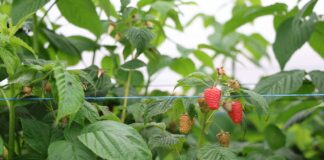 Sadzaki, kwieciak i szara pleśń – najważniejsze zagrożenia na plantacjach malin maliny, enrosadira, malinowe factory