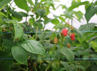 Sadzaki, kwieciak i szara pleśń – najważniejsze zagrożenia na plantacjach malin maliny, enrosadira, malinowe factory