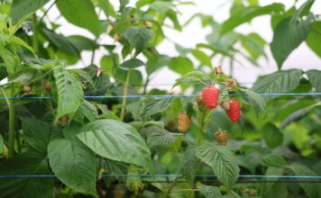 Sadzaki, kwieciak i szara pleśń – najważniejsze zagrożenia na plantacjach malin maliny, enrosadira, malinowe factory