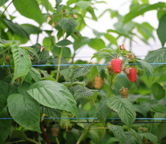 Sadzaki, kwieciak i szara pleśń – najważniejsze zagrożenia na plantacjach malin maliny, enrosadira, malinowe factory