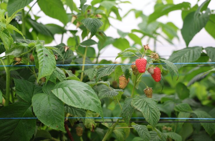 Sadzaki, kwieciak i szara pleśń – najważniejsze zagrożenia na plantacjach malin maliny, enrosadira, malinowe factory