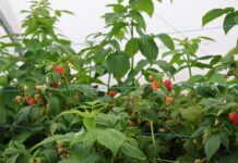 Dwa zbiory, jedna roślina. Jak utrzymać malinę w produkcji aż do jesieni? jak utrzymać malinę w produkcji na dwa zbiory