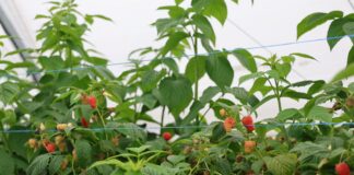 Dwa zbiory, jedna roślina. Jak utrzymać malinę w produkcji aż do jesieni? jak utrzymać malinę w produkcji na dwa zbiory