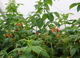 Dwa zbiory, jedna roślina. Jak utrzymać malinę w produkcji aż do jesieni? jak utrzymać malinę w produkcji na dwa zbiory