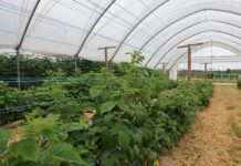 Maliny jesienne – przygotowanie do kwitnienia i owocowania maliny jesienne