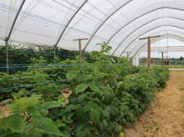 Maliny jesienne – przygotowanie do kwitnienia i owocowania maliny jesienne