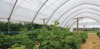Maliny jesienne – przygotowanie do kwitnienia i owocowania maliny jesienne
