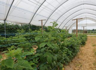 Maliny jesienne – przygotowanie do kwitnienia i owocowania maliny jesienne