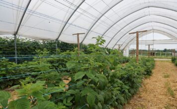Maliny jesienne – przygotowanie do kwitnienia i owocowania maliny jesienne