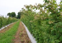Maliny letnie w fazie kwitnienia. Jak utrzymać potencjał plonowania? malinowe factory, maliny letnie, maliny, cascade harvest