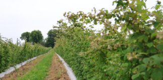 Maliny letnie w fazie kwitnienia. Jak utrzymać potencjał plonowania? malinowe factory, maliny letnie, maliny, cascade harvest
