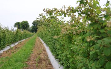 Maliny letnie w fazie kwitnienia. Jak utrzymać potencjał plonowania? malinowe factory, maliny letnie, maliny, cascade harvest