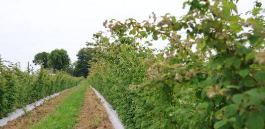 Maliny letnie w fazie kwitnienia. Jak utrzymać potencjał plonowania? malinowe factory, maliny letnie, maliny, cascade harvest