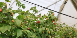 Fertygacja malin pod osłonami – jak uniknąć kosztownych błędów? fertygacja malin