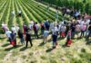 Ponad 40 odmian truskawek w jednym miejscu. Wyjątkowe spotkanie dla plantatorów już 13 czerwca w Hornigach
