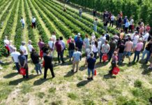 Ponad 40 odmian truskawek w jednym miejscu. Wyjątkowe spotkanie dla plantatorów już 13 czerwca w Hornigach