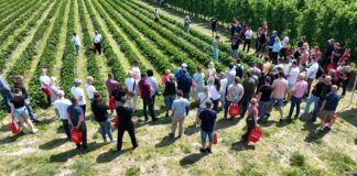 Ponad 40 odmian truskawek w jednym miejscu. Wyjątkowe spotkanie dla plantatorów już 13 czerwca w Hornigach