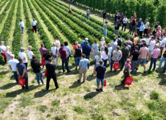 Ponad 40 odmian truskawek w jednym miejscu. Wyjątkowe spotkanie dla plantatorów już 13 czerwca w Hornigach