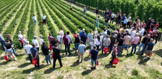 Ponad 40 odmian truskawek w jednym miejscu. Wyjątkowe spotkanie dla plantatorów już 13 czerwca w Hornigach