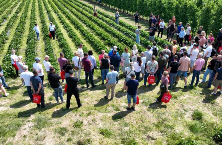 Ponad 40 odmian truskawek w jednym miejscu. Wyjątkowe spotkanie dla plantatorów już 13 czerwca w Hornigach