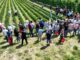 Ponad 40 odmian truskawek w jednym miejscu. Wyjątkowe spotkanie dla plantatorów już 13 czerwca w Hornigach