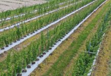 Od regeneracji do kwitnienia. Plan działania dla plantacji malin plantacji malin