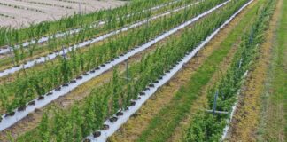 Od regeneracji do kwitnienia. Plan działania dla plantacji malin plantacji malin