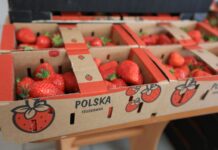 Koniec z „polskimi” truskawkami z importu? Rząd zaostrza walkę z fałszowaniem pochodzenia żywności