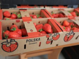 Koniec z „polskimi” truskawkami z importu? Rząd zaostrza walkę z fałszowaniem pochodzenia żywności