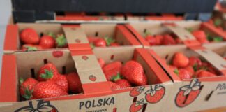 Koniec z „polskimi” truskawkami z importu? Rząd zaostrza walkę z fałszowaniem pochodzenia żywności