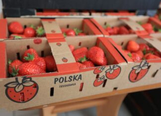 Koniec z „polskimi” truskawkami z importu? Rząd zaostrza walkę z fałszowaniem pochodzenia żywności