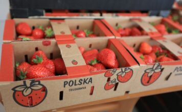 Koniec z „polskimi” truskawkami z importu? Rząd zaostrza walkę z fałszowaniem pochodzenia żywności
