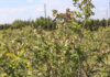 Jak poprawić wielkość i jakość borówki po przymrozkach? Relacja z plantacji Agro-Berry
