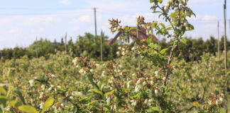 Jak poprawić wielkość i jakość borówki po przymrozkach? Relacja z plantacji Agro-Berry