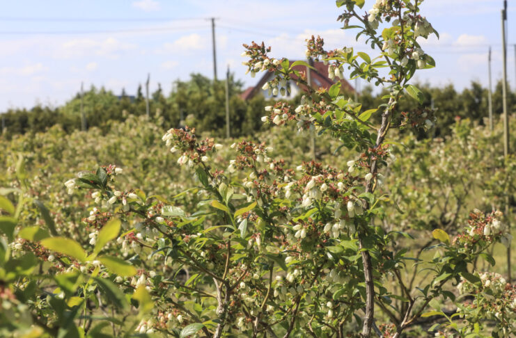 Jak poprawić wielkość i jakość borówki po przymrozkach? Relacja z plantacji Agro-Berry