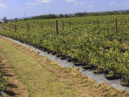 Borówka w donicach na 18 hektarach. Odmiany premium na plantacji Legsad Uprawa borówki w donicach