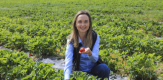 Ochrona truskawek przed szarą pleśnią w trakcie zbiorów. Jak zabezpieczyć plantację, gdy trwa codzienny zbiór?