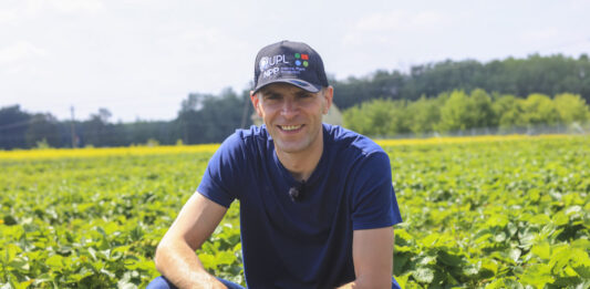 Truskawki w okresie zbiorów. Jak zadbać o wielkość owoców i skuteczną ochronę plantacji?