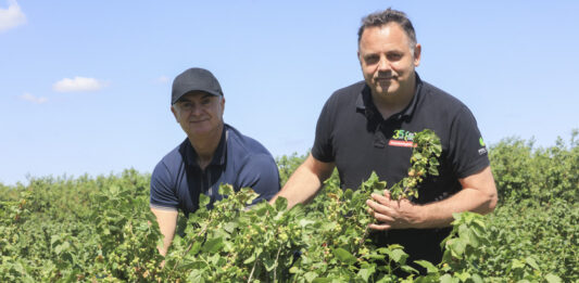 Porzeczka czarna przed zbiorami. Przeziernik, pryszczarek i przędziorki. Nie dajcie się zaskoczyć!