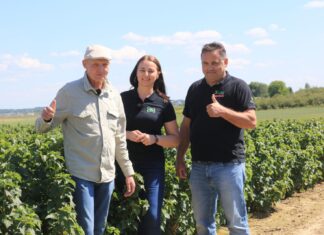 Które odmiany porzeczek sprawdziły się najlepiej w gospodarstwie Pana Tomasza