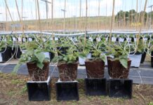 Silny korzeń, więcej pędów i lepszy plon. Tak powstają sadzonki jeżyny long cane Sadzonki jeżyny - po lewej rośliny traktowane produktem Titanica RZ, po prawej kontrola