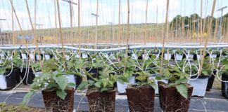 Silny korzeń, więcej pędów i lepszy plon. Tak powstają sadzonki jeżyny long cane Sadzonki jeżyny - po lewej rośliny traktowane produktem Titanica RZ, po prawej kontrola