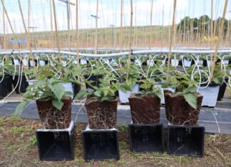 Silny korzeń, więcej pędów i lepszy plon. Tak powstają sadzonki jeżyny long cane Sadzonki jeżyny - po lewej rośliny traktowane produktem Titanica RZ, po prawej kontrola