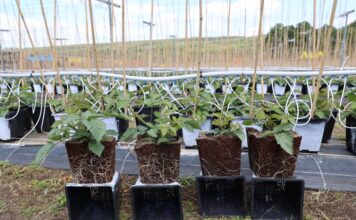 Silny korzeń, więcej pędów i lepszy plon. Tak powstają sadzonki jeżyny long cane Sadzonki jeżyny - po lewej rośliny traktowane produktem Titanica RZ, po prawej kontrola