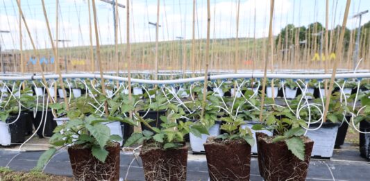 Silny korzeń, więcej pędów i lepszy plon. Tak powstają sadzonki jeżyny long cane Sadzonki jeżyny - po lewej rośliny traktowane produktem Titanica RZ, po prawej kontrola