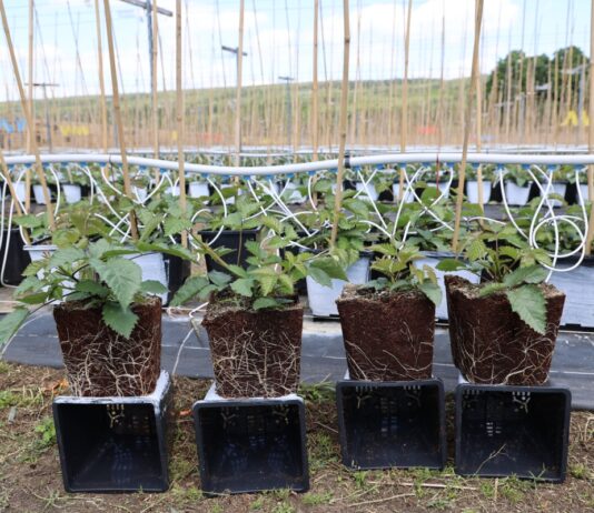 Silny korzeń, więcej pędów i lepszy plon. Tak powstają sadzonki jeżyny long cane Sadzonki jeżyny - po lewej rośliny traktowane produktem Titanica RZ, po prawej kontrola