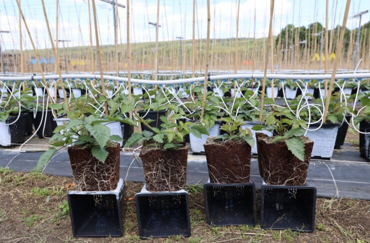 Silny korzeń, więcej pędów i lepszy plon. Tak powstają sadzonki jeżyny long cane Sadzonki jeżyny - po lewej rośliny traktowane produktem Titanica RZ, po prawej kontrola