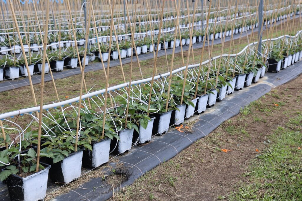 Szkółka, gdzie produkuje się sadzonki long cane jeżyny